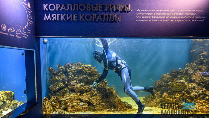 Зебровые акулы, кораллы и семейства скатов: «Планету Океан» пополнили новые обитатели (видео) | Фото: Александр Мелехов 