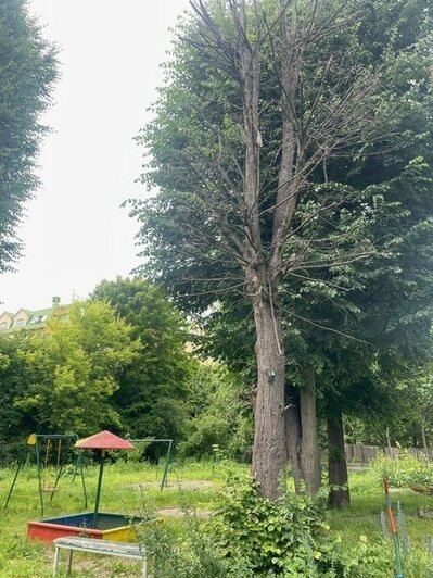 «Наверное, ждут, когда ветка свалится на голову ребёнка»: хит-парад потенциальных деревьев-убийц в Калининграде, часть 1   - Новости Калининграда | Фото: очевидец