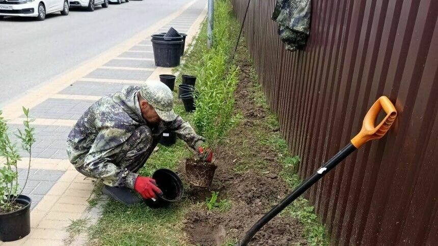75 метров: в Зеленоградске продолжают высаживать живые изгороди (фото) - Новости Калининграда | Фото: Администрация Зеленоградска