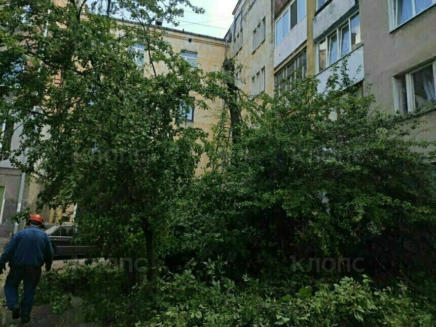 «Ворвались во двор и стали резво пилить»: в Калининграде жильцы встали грудью на защиту черёмухи (фото)   - Новости Калининграда | Фото: очевидец