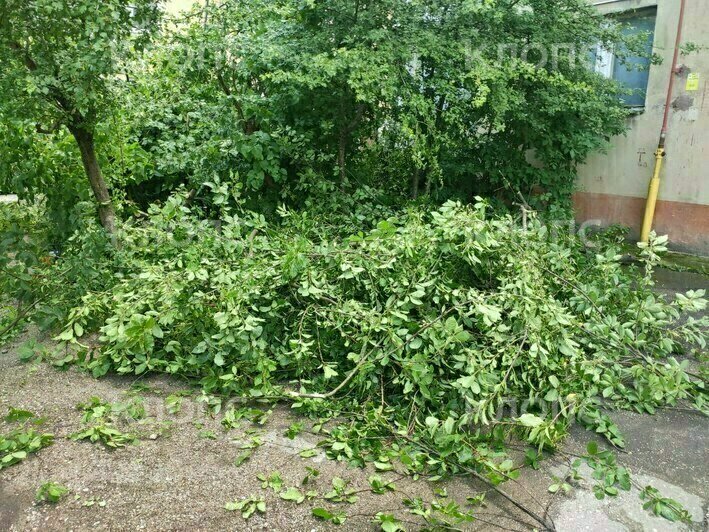 «Ворвались во двор и стали резво пилить»: в Калининграде жильцы встали грудью на защиту черёмухи (фото)   - Новости Калининграда | Фото: очевидец
