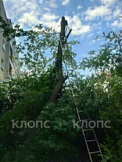 «Ворвались во двор и стали резво пилить»: в Калининграде жильцы встали грудью на защиту черёмухи (фото)   - Новости Калининграда | Фото: очевидец