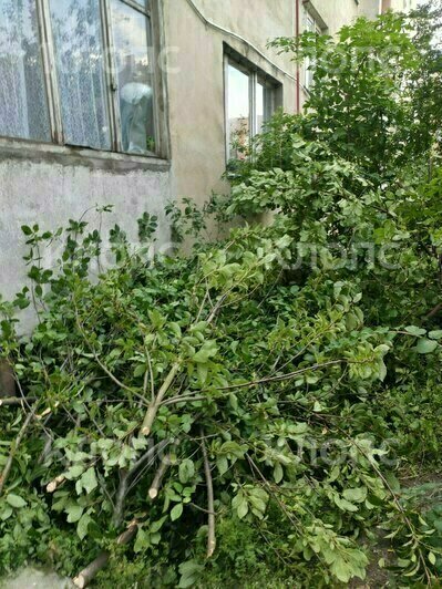 «Ворвались во двор и стали резво пилить»: в Калининграде жильцы встали грудью на защиту черёмухи (фото)   - Новости Калининграда | Фото: очевидец