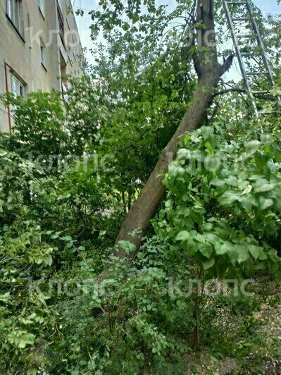 «Ворвались во двор и стали резво пилить»: в Калининграде жильцы встали грудью на защиту черёмухи (фото)   - Новости Калининграда | Фото: очевидец