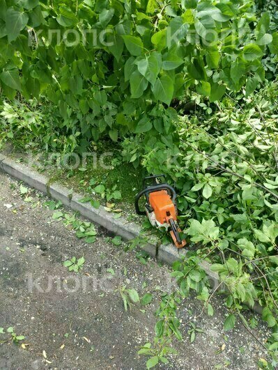 «Ворвались во двор и стали резво пилить»: в Калининграде жильцы встали грудью на защиту черёмухи (фото)   - Новости Калининграда | Фото: очевидец