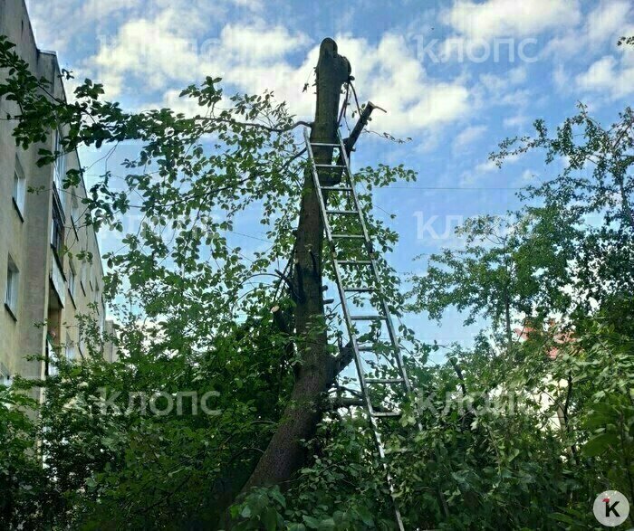 Калининградское минприроды проверит, законно ли вырубали черёмуху на Гражданской    - Новости Калининграда | Фото: очевидец