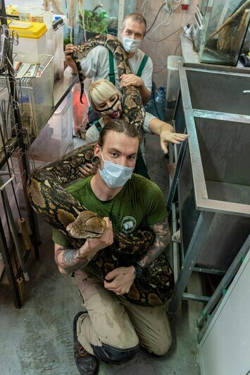 «Масштаб самоотверженности»: в Калининградском зоопарке в День змеи показали купание питона Жужи (фото) - Новости Калининграда | Фото: Калининградский зоопарк 