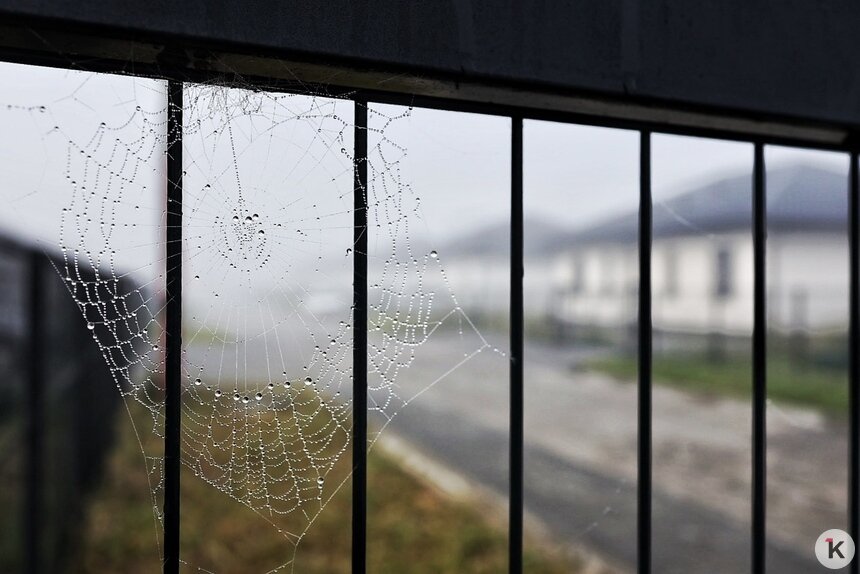 Фото дня: туманное утро в пригороде Калининграда - Новости Калининграда | Фото: Александр Подгорчук / «Клопс»