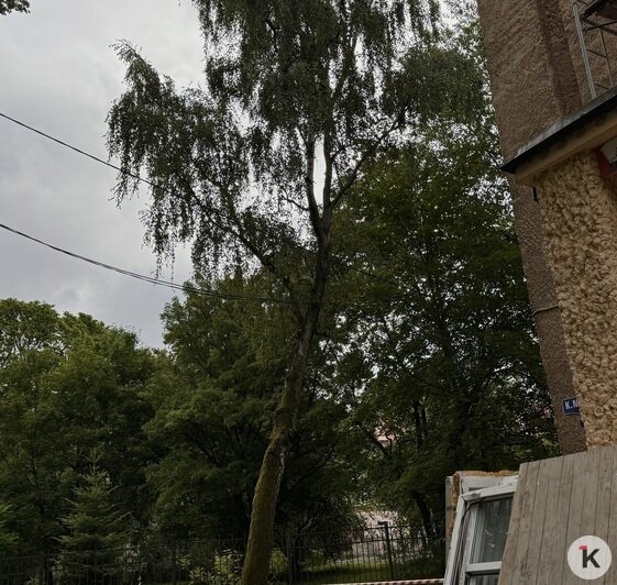 Менять нормативные документы, касающиеся зелёных насаждений в Калининграде не требуется — Елена Дятлова - Новости Калининграда | Фото: Кристина Дроздова / «Клопс»