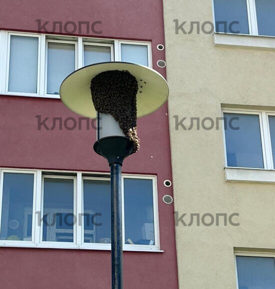 Во дворе на Кипарисовой фонарный столб облепил рой пчёл, жильцы переживают за гуляющих рядом детей (фото)  - Новости Калининграда | Фото: очевидец 