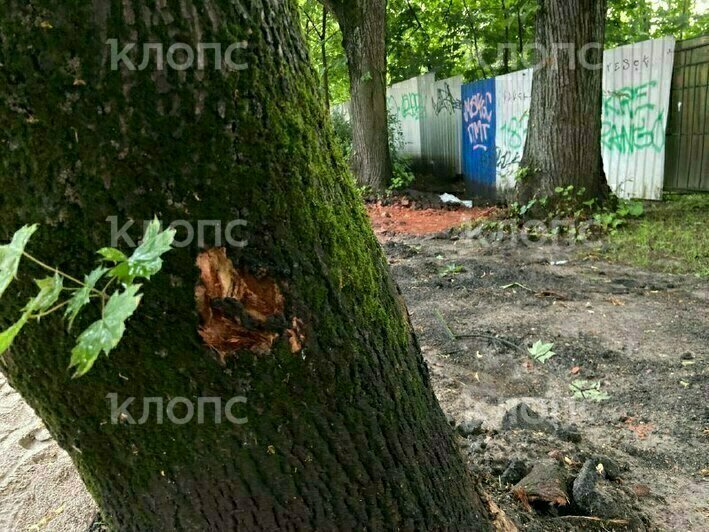 Без шансов выжить: на проспекте Победы дорожники повредили стволы деревьев, а корни залили цементом (фото)   - Новости Калининграда | Фото: очевидец