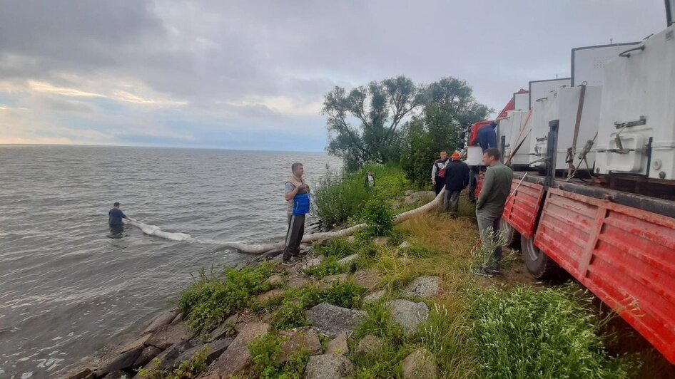 В Куршский залив выпустили ещё 500 тысяч мальков сига (фото) - Новости Калининграда | Фото: страница ГБУ КО «Балтберегозащита» «ВКонтакте» 