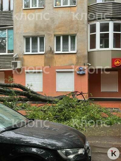 Упавшее дерево и купающаяся в лужах детвора: калининградцы делятся последствиями тропического ливня (видео) - Новости Калининграда | Фото: «Клопс»