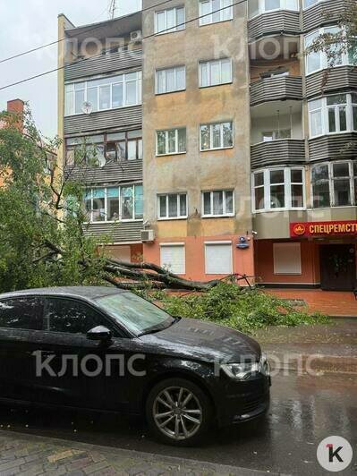Упавшее дерево и купающаяся в лужах детвора: калининградцы делятся последствиями тропического ливня (видео) - Новости Калининграда | Фото: «Клопс»