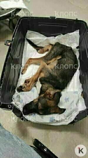 Калининградка полетела в Казахстан, чтобы забрать на лечение несчастного годовалого пса-инвалида (фото, видео)   - Новости Калининграда | Фото: Зоя Шумилова
