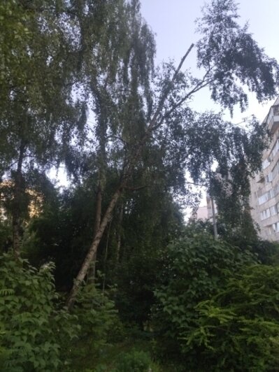 Угроза школе и мёртвый сад: хит-парад потенциальных деревьев-убийц в Калининграде, часть 2   - Новости Калининграда | Фото: очевидцы