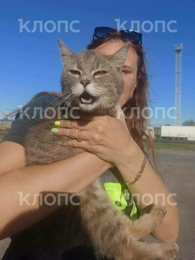 Спасённый из ящика с грузом: кот неделю провёл в пути из Ленинградской области до Балтийска без еды и воды (фото) - Новости Калининграда | Фото читателя