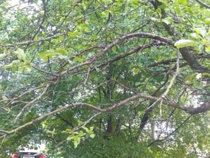 Угроза школе и мёртвый сад: хит-парад потенциальных деревьев-убийц в Калининграде, часть 2   - Новости Калининграда | Фото: очевидцы