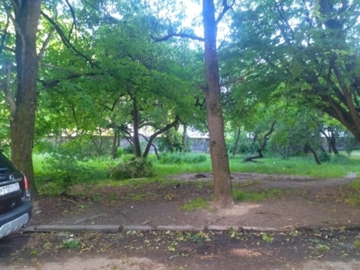 Угроза школе и мёртвый сад: хит-парад потенциальных деревьев-убийц в Калининграде, часть 2   - Новости Калининграда | Фото: очевидцы
