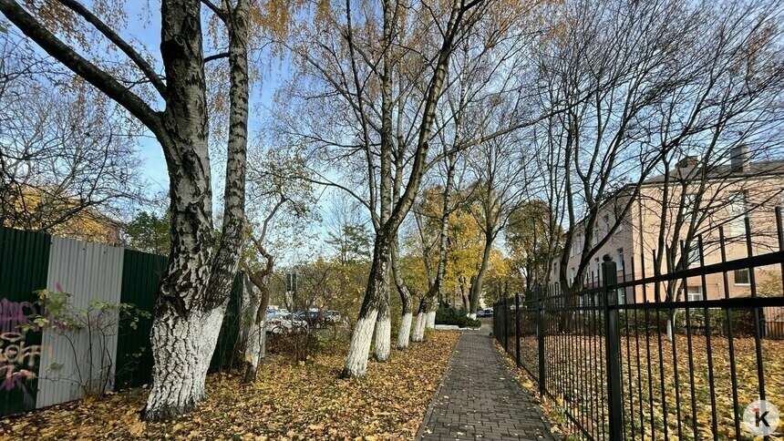 Побелка деревьев в Калининграде: не указ мэрии, а живая традиция из советского прошлого - Новости Калининграда | Фото: «Клопс»