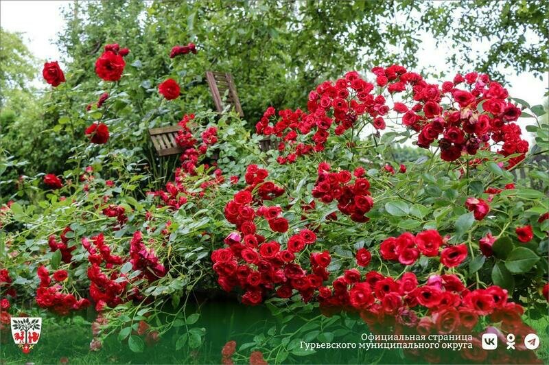 Семья из Ушаково вырастила в своём саду более трёхсот кустов роз (фото) - Новости Калининграда | Фото: администрация Гурьевска
