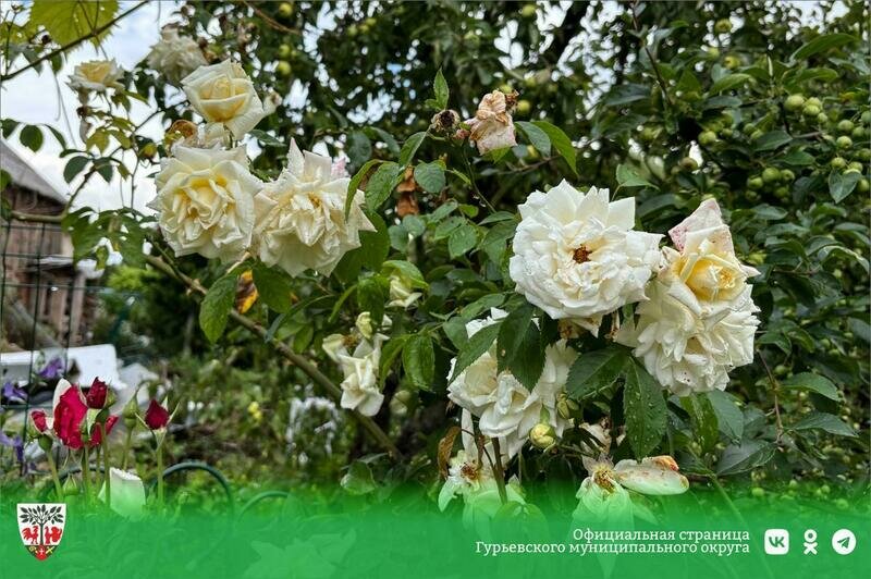 Семья из Ушаково вырастила в своём саду более трёхсот кустов роз (фото) - Новости Калининграда | Фото: администрация Гурьевска