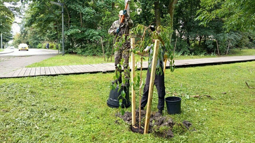 В парках Зеленоградска высадили деревья, чей запах отпугивает комаров (фото) - Новости Калининграда | Фото: администрация Зеленоградского городского округа