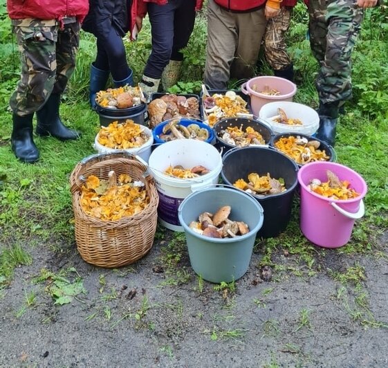 Грибники рассказали, какая добыча постепенно появляется в лесах Калининградской области (фото) - Новости Калининграда | Фото:  страниц «Грибы и грибники Калининградской области» «ВКонтакте»