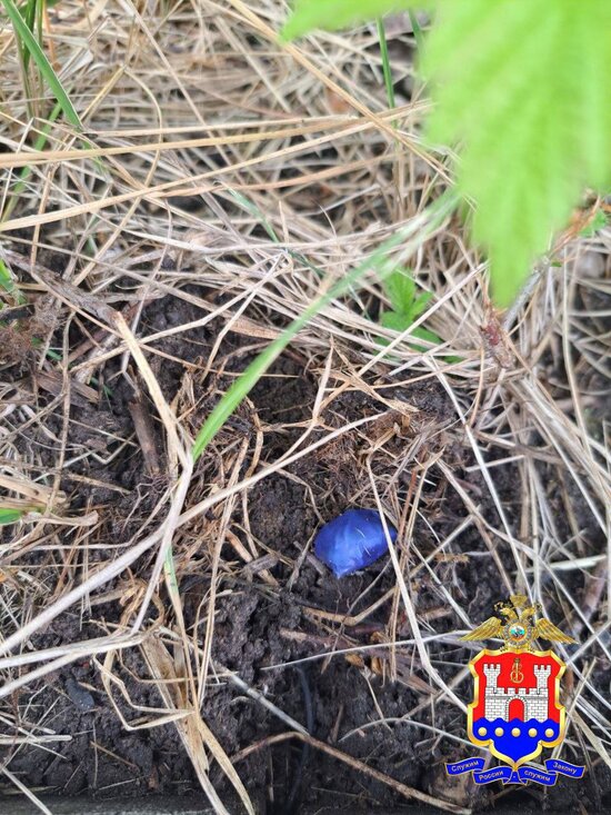 В Калининграде нашли восемь тайников с эфедроном, закладчика задержали на улице Марины Цветаевой  - Новости Калининграда | Фото: УМВД Калининградской области 