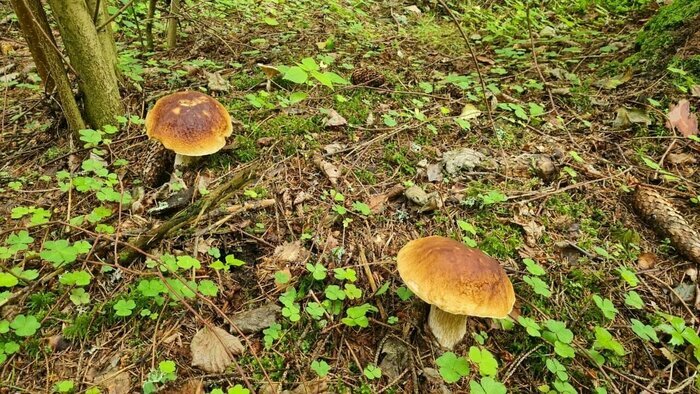 Что случилось в Калининграде: главное на 8 августа - Новости Калининграда | Фото: страниц «Грибы и грибники Калининградской области» «ВКонтакте»