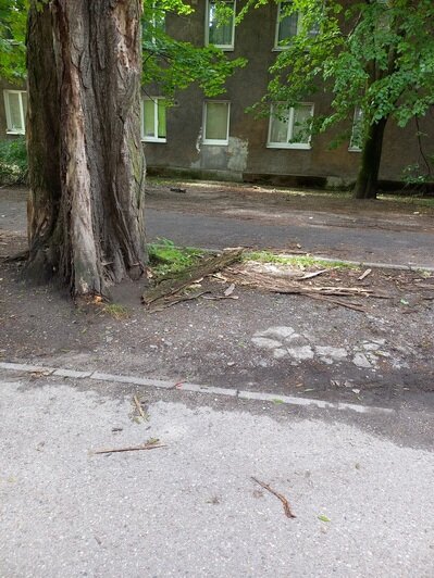 Тревожный перекрёсток и опасность у парковки: хит-парад потенциальных деревьев-убийц в Калининграде, часть 3  - Новости Калининграда | Фото: очевидцы