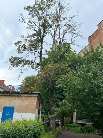 Тревожный перекрёсток и опасность у парковки: хит-парад потенциальных деревьев-убийц в Калининграде, часть 3  - Новости Калининграда | Фото: очевидцы