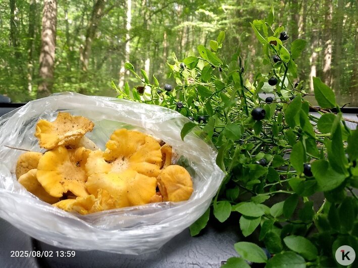 «Лисички — не лисички, а жирные наглые лисы»: что собирают в калининградских лесах в начале августа (фото)   - Новости Калининграда | Фото: Татьяна Карпенко
