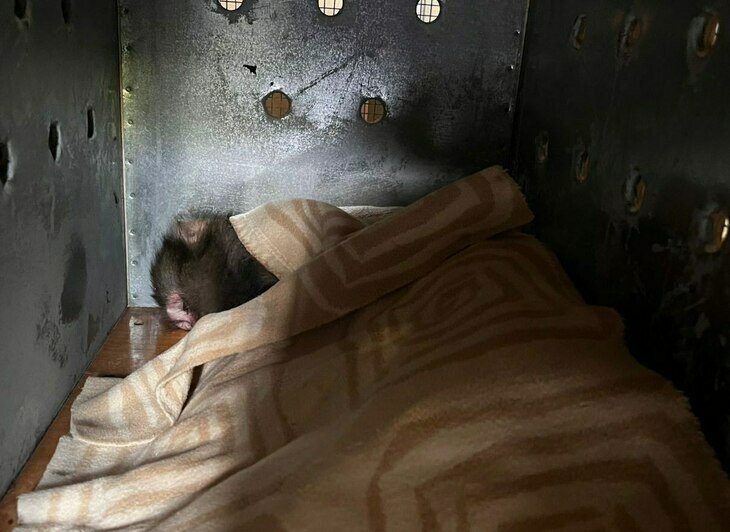 В Калининградском зоопарке рассказали подробности путешествия макаки в Новосибирск (фото) - Новости Калининграда | Фото: Калининградский зоопарк 