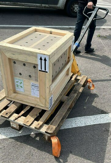 В Калининградском зоопарке рассказали подробности путешествия макаки в Новосибирск (фото) - Новости Калининграда | Фото: Калининградский зоопарк 