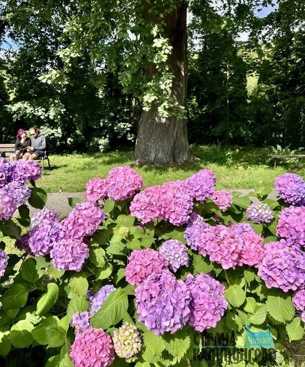 В Калининграде снова расцвела магнолия | Фото: Оксана Сазонова