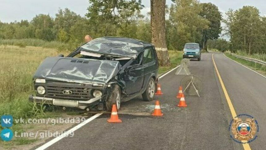 Под Славском водитель «Нивы» уворачивался от косули, но врезался в дерево и попал в больницу - Новости Калининграда | Фото: Госавтоинспекция Калининградской области