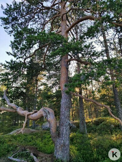 Троллинг на Ладожском озере | Фото: Алина Соболева