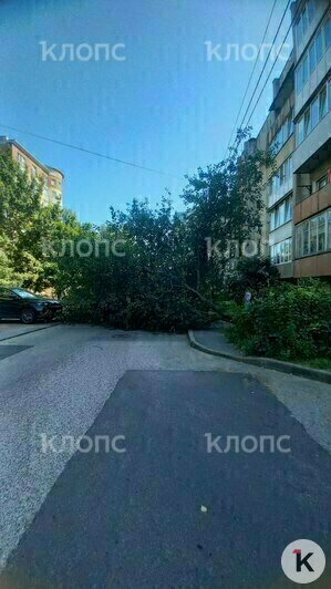 На Озёрной крупное дерево рухнуло на машину и перегородило проезд (фото) - Новости Калининграда | Фото: очевидец