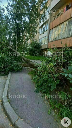 На Озёрной крупное дерево рухнуло на машину и перегородило проезд (фото) - Новости Калининграда | Фото: очевидец