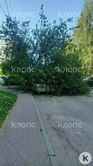 На Озёрной крупное дерево рухнуло на машину и перегородило проезд (фото) - Новости Калининграда | Фото: очевидец