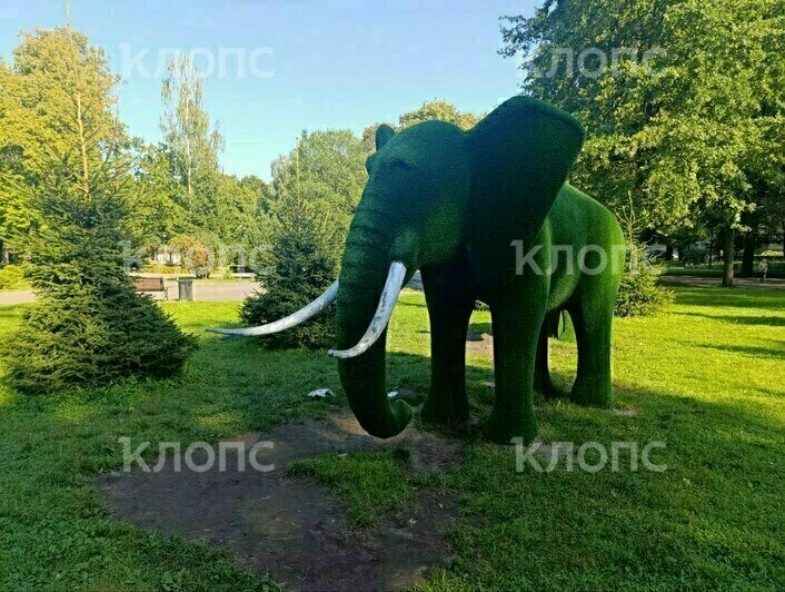 В Детском парке Советска посетители «проели плешь» слонам и лошадкам (фото)    - Новости Калининграда | Фото: Ангелина