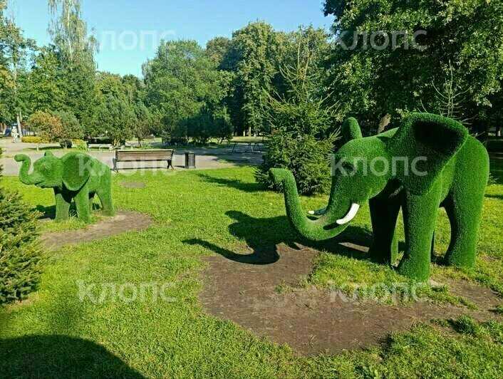 В Детском парке Советска посетители «проели плешь» слонам и лошадкам (фото)    - Новости Калининграда | Фото: Ангелина