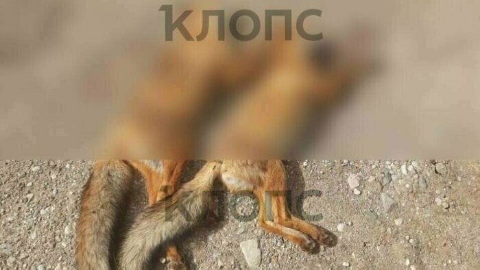 Расстрелянные лисята в Гвардейском районе и километровые пробки на паром в Балтийске: восемь событий, которые обсуждали в выходные    - Новости Калининграда | Фото: Ирина