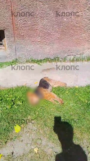 Собака сорвалась с подоконника 4 этажа и погибла  | Фото: очевидец Татьяна 