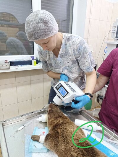Дело о зелёных соплях закрыто: ветеринары исцелили выдру Марека из Калининградского зоопарка, поковырявшись в его зубах  - Новости Калининграда | фото: Калининградский зоопарк