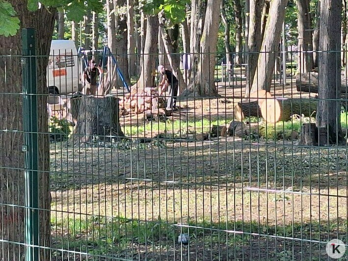 В Гурьевске массово вырубают деревья в двух парках (фото)  - Новости Калининграда | Фото: Татьяна