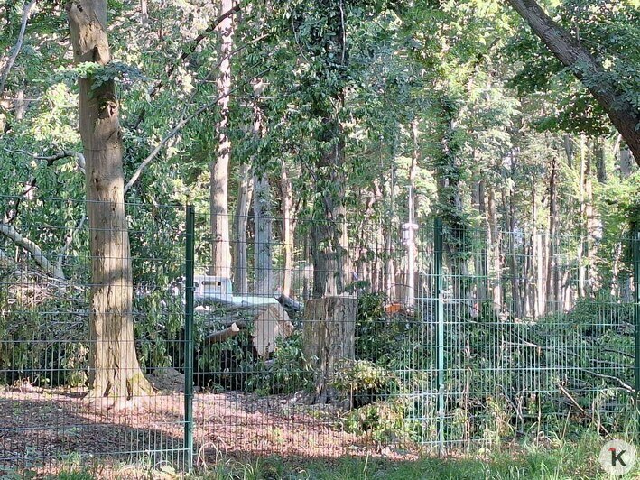 В Гурьевске массово вырубают деревья в двух парках (фото)  - Новости Калининграда | Фото: Татьяна