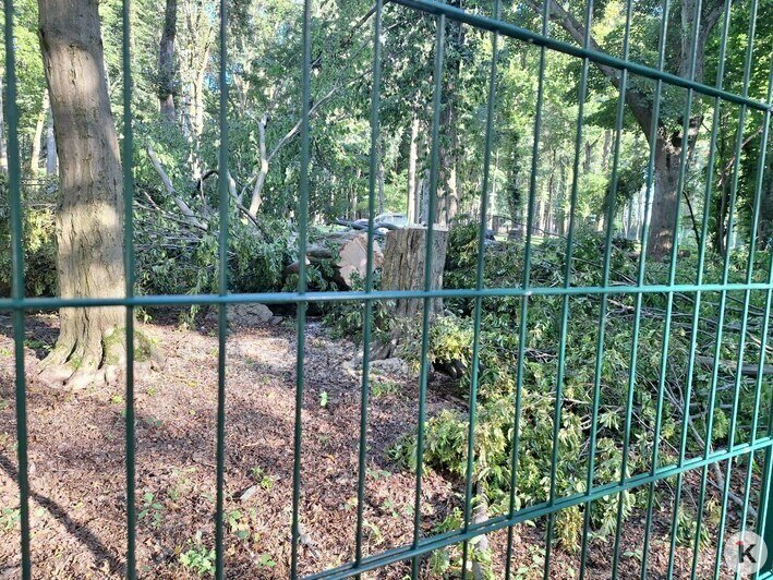 В Гурьевске массово вырубают деревья в двух парках (фото)  - Новости Калининграда | Фото: Татьяна