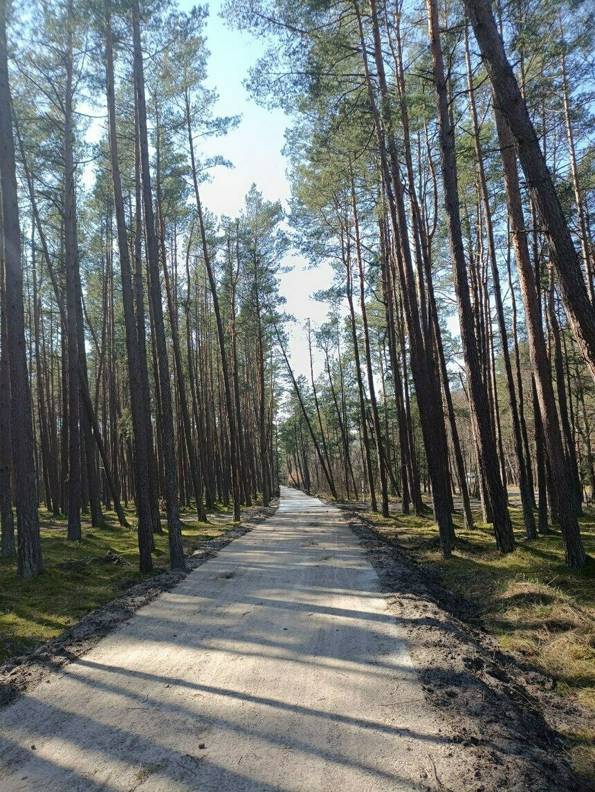 Поедем в следующем сезоне: сроки сдачи велодорожки на Куршской косе перенесли на конец года - Новости Калининграда | Фото: «Клопс»